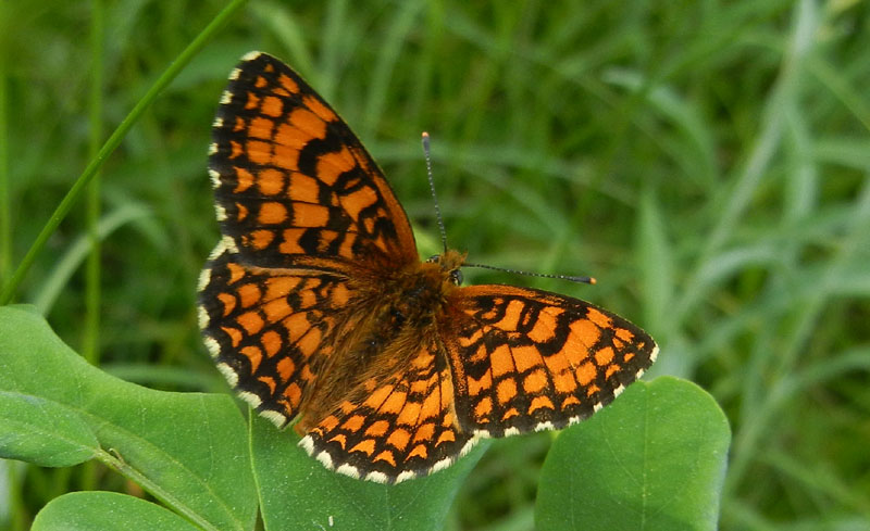 Melitaea athalia - Nymphalidae..........dal Trentino